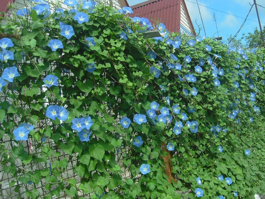 Лиана - популярный цветок среди плетистых растений