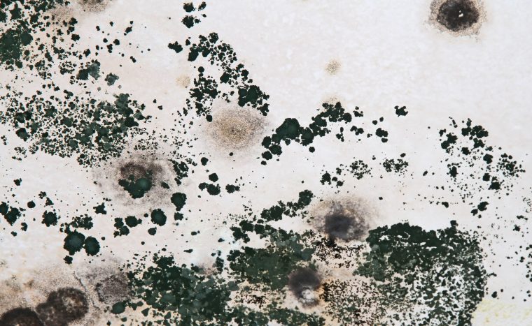 Фото 1: Плесень на стене