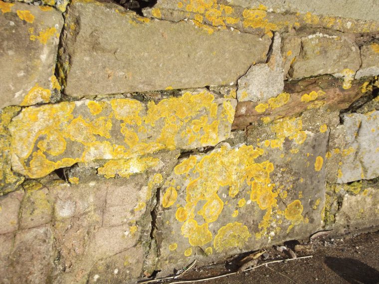 Фото 4: Грибок на стене