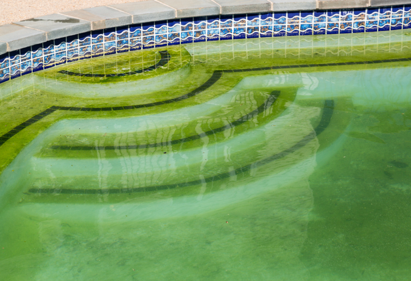 Позеленение воды в бассейне