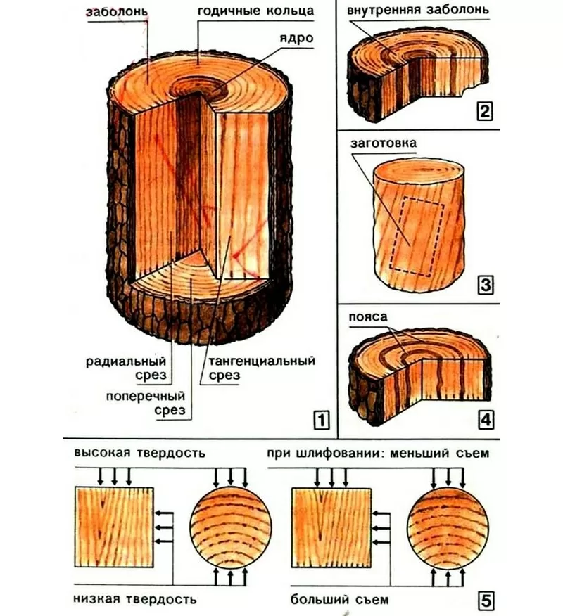5 видов древесины. Строение древесины и породы древесины. Строение древесины заболонь. Свойства древесины разных пород деревьев. Радиальное строение древесины.