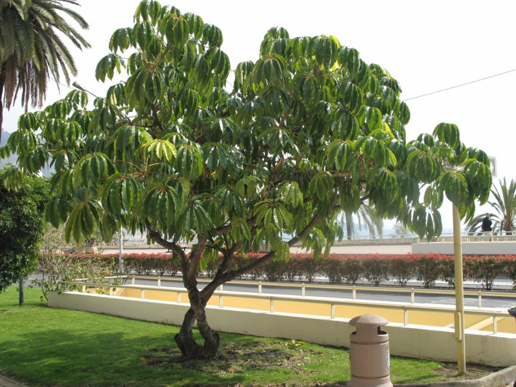 Шефлера - это не только комнатное растение, но и тропическое дерево, которое может достигать 4 метров в высоту