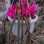 Фото 10: Aporocactus flagelliformis