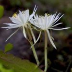 Фото 101: Epiphyllum hookeri