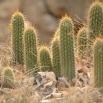 Фото 3: Африканские пустынные кактусы