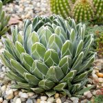Фото 32: Queen Victoria Agave