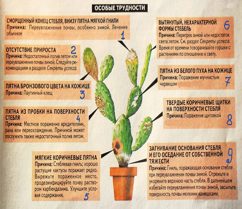 Трудности выращивания кактусов