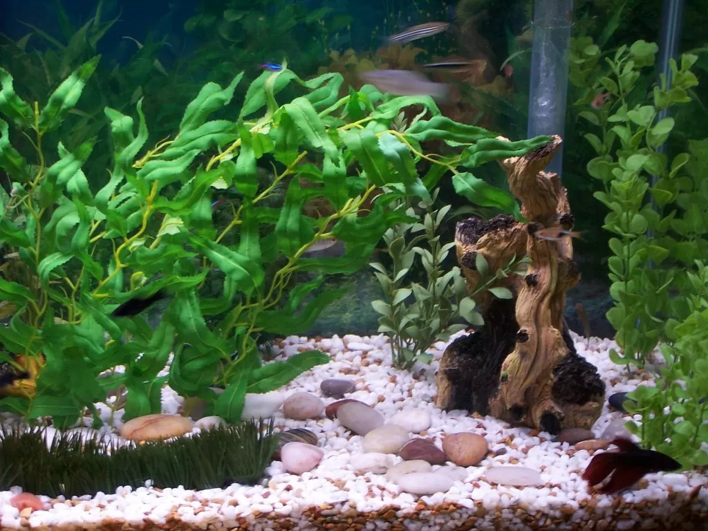 Оформление аквариумов