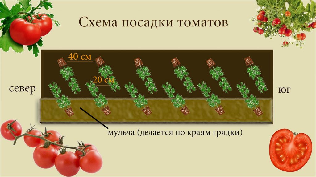 Расстояние при посадке между томатами
