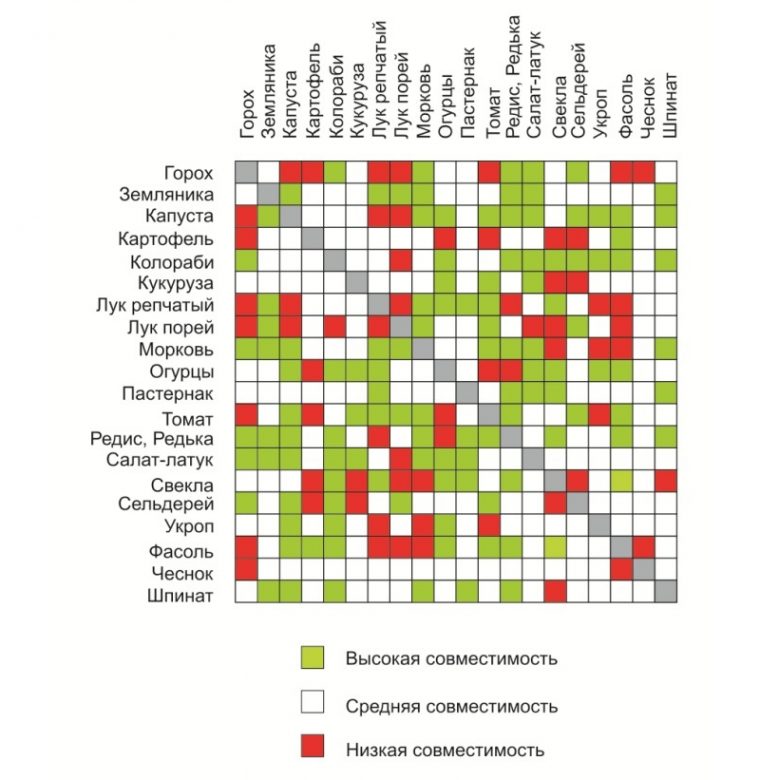 Соседство овощей на грядках таблица совместимости с фото