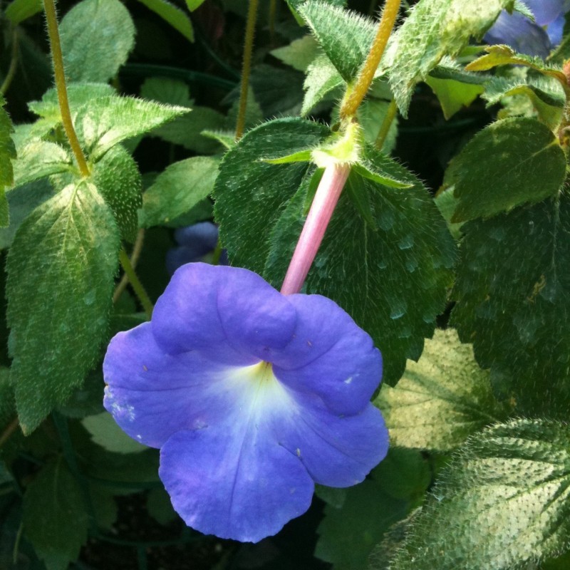 Achimenes longiflora