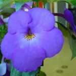 Фото 51: цветок ахименеса