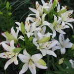 Фото 4: Белые садовые лилии