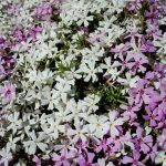 Фото 26: Соцветие многолетних флоксов