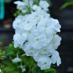 Фото 18: Белые цветы