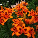 Фото 41: оранжевые лилии
