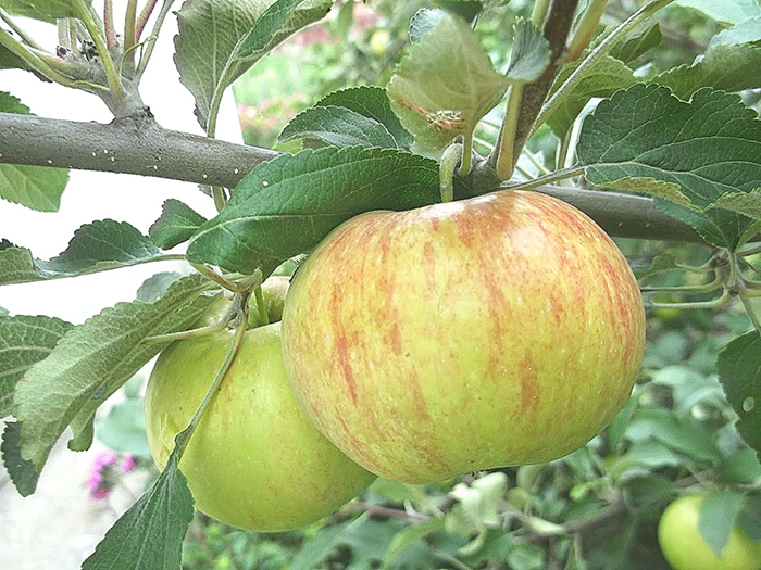 Сорт яблони Медуница