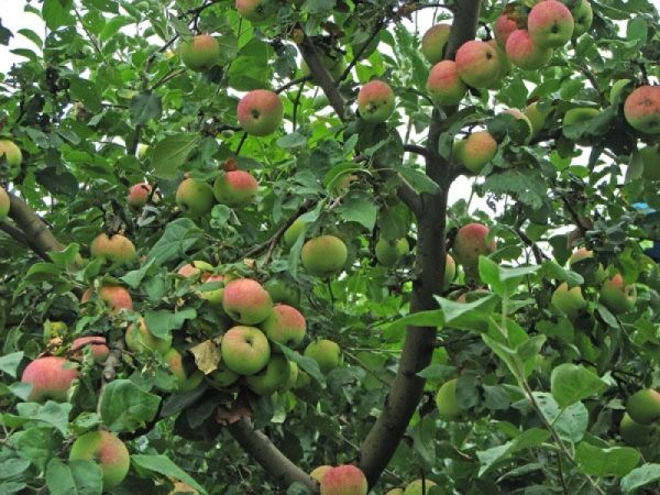 Богатый урожай яблони медуницы