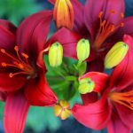 Фото 52: прекрасная лилия