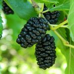 Фото 48: Плоды черной шелковицы