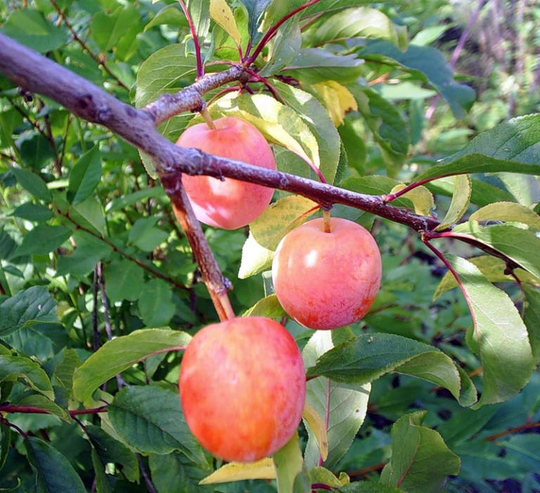 Плоды яблони медуницы