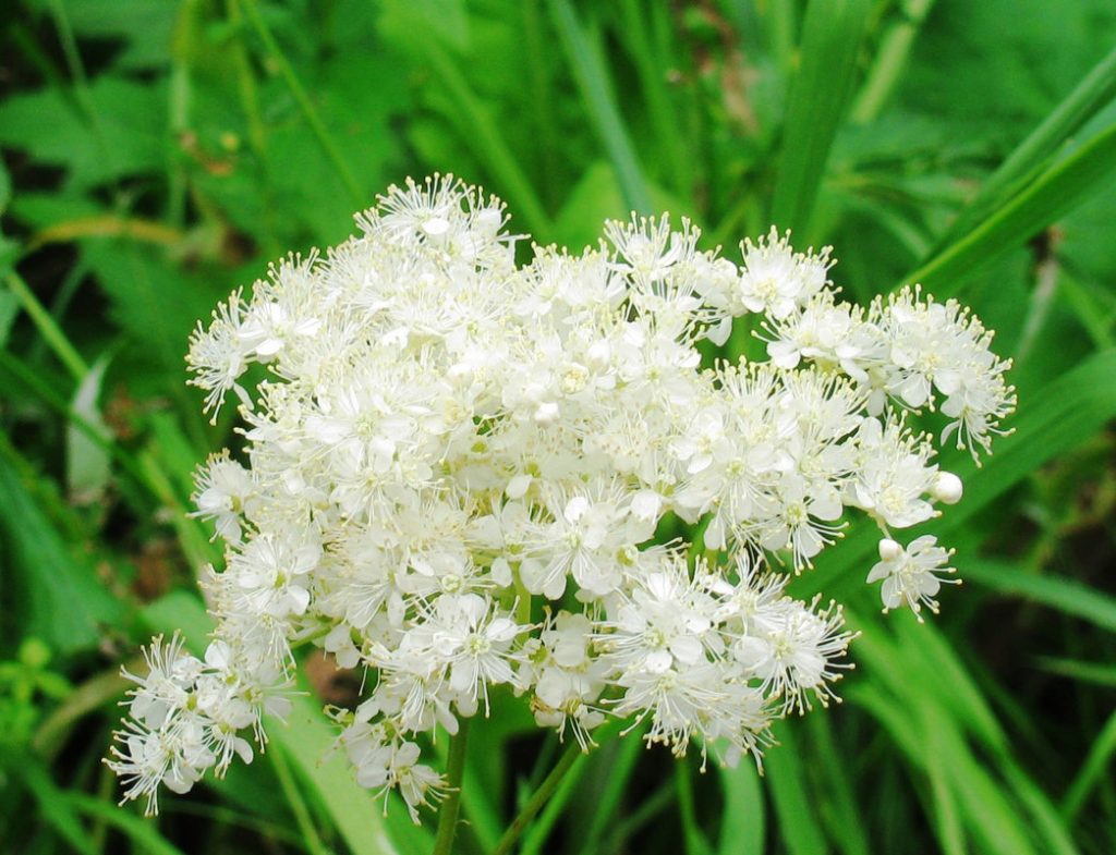 Лабазник - вязовая трава с медовым ароматом