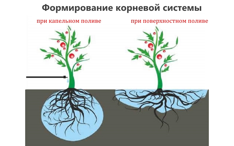 Формирование корневой системы при капельном и поверхностном поливе