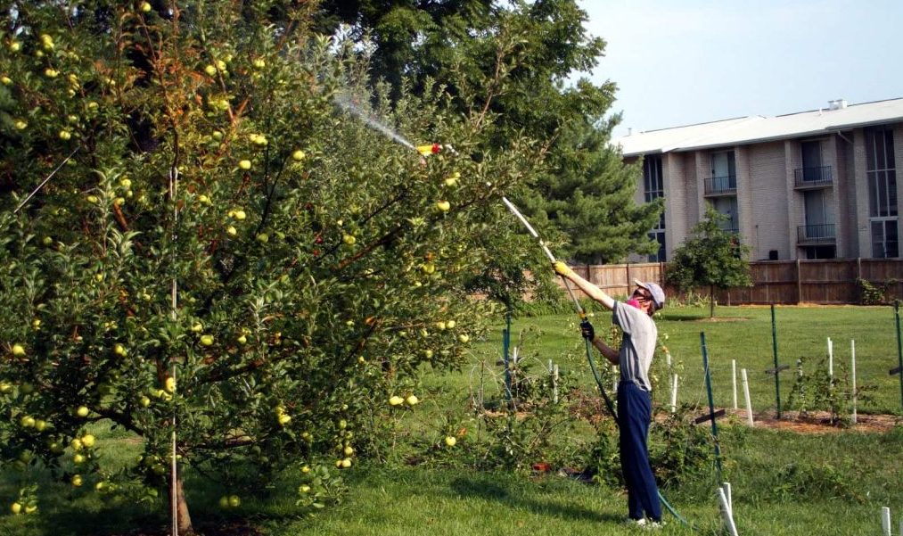 Опрыскивание химическими веществами - спасаем яблоню