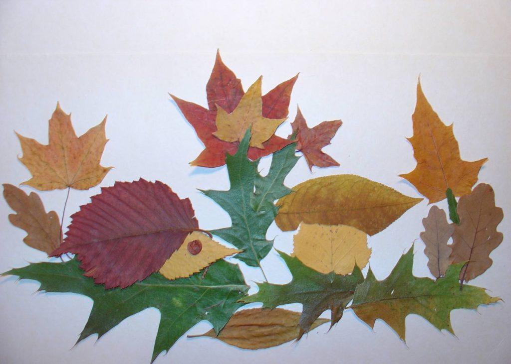 Осенние листья для стенгазеты