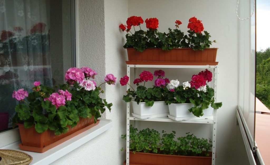 Выращивание цветов на балконе