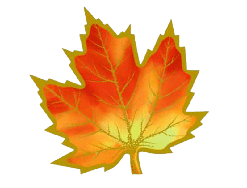 Листья для оформления класса. Осенние листья. Кленовый лист цветной. Осенние листочки. Листья для украшения класса к 1 сентября.