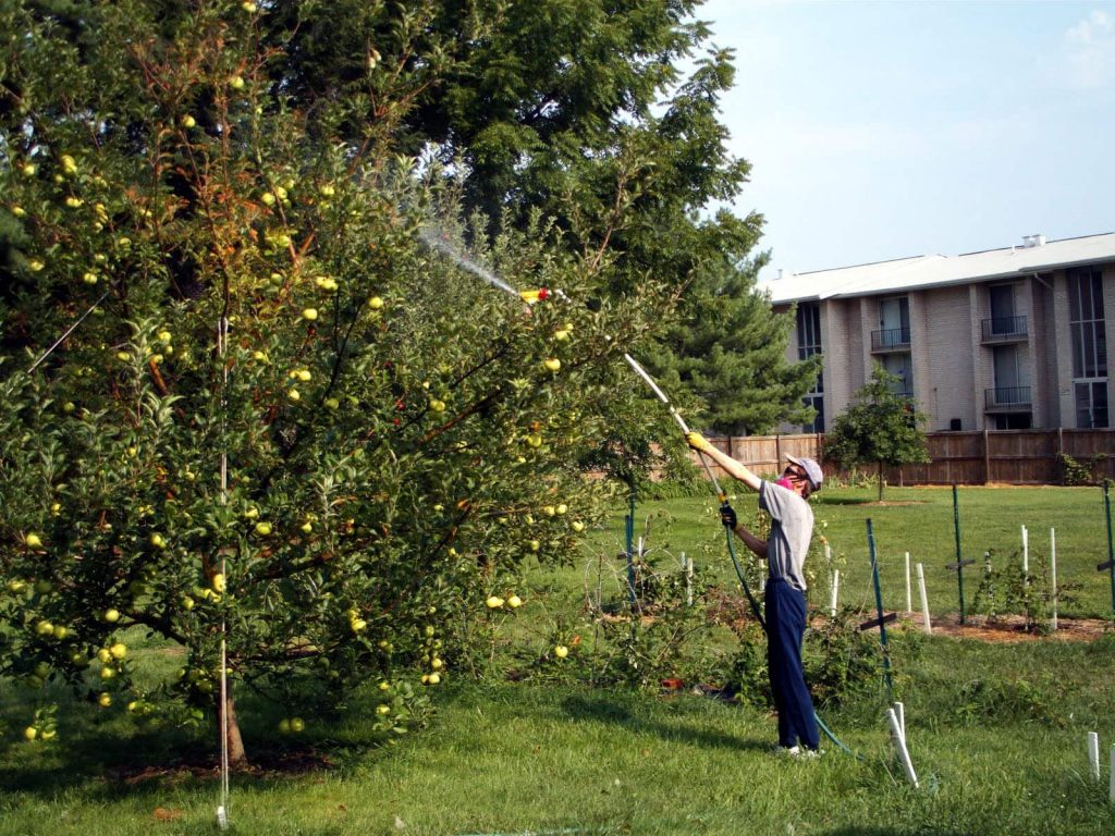 Обработка яблони в саду