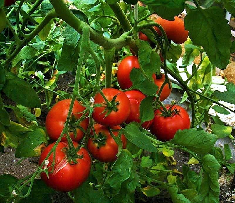 Самые урожайные томаты подмосковья. Помидоры на грядке. Куст томата. Томаты растут. Томаты тепличные.