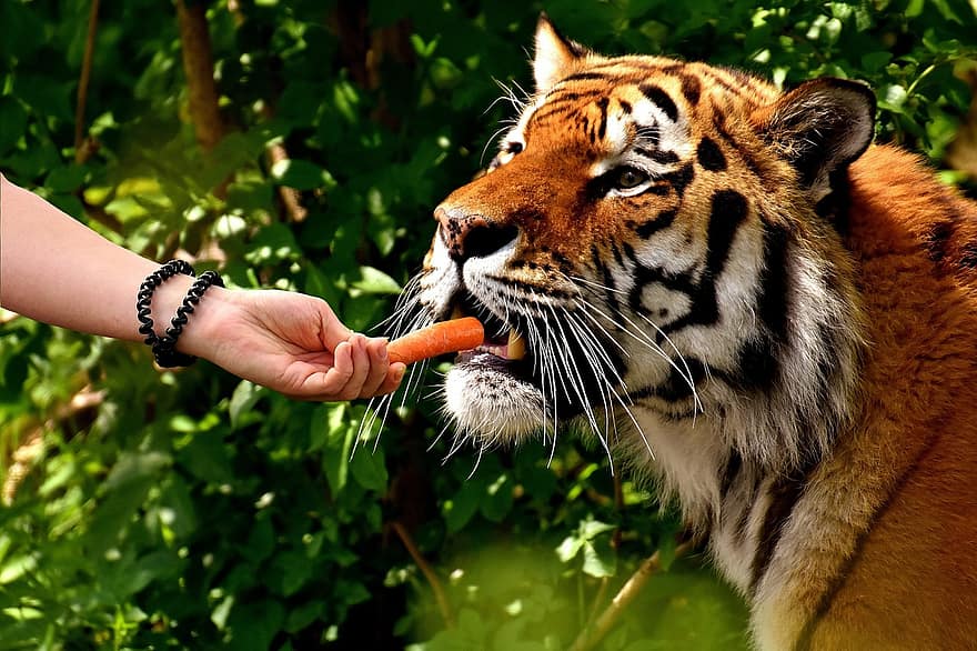 Тигр и морковь