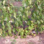 Фото 1: Виноград в огороде
