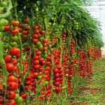 Фото 3: Выращивание томатов