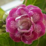 Фото 38: Глоксиния розовый цветок