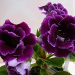 Фото 41: Глоксиния фиолетовая - цветок