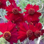 Фото 5: Кореопсис красильный цветок