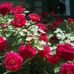 Фото 5: Куст розы