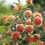 Фото 11: Кустовые розы