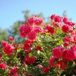 Фото 12: Кусты роз розовых