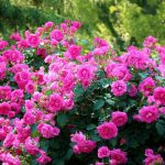 Фото 49: Кусты розовых роз