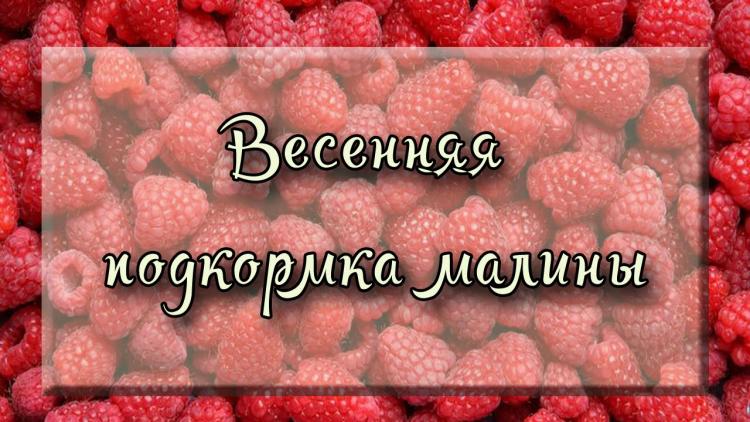 Каким образом подкармливать малину весной и увеличить урожай