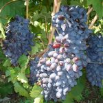 Фото 37: Обрезанный виноград
