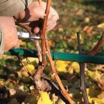 Фото 31: Обрезка винограда осенью
