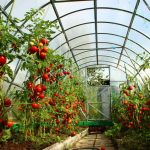 Фото 16: Подкормка томатов в теплице