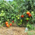 Фото 17: Подкормка томатов и помидора