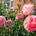 Фото 24: Розы розовые