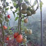 Фото 42: Томаты с помидорами